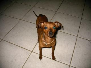 Deckrüde Rehpinscher