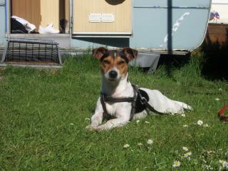 Jack Russel Deckrüde in Hamburg