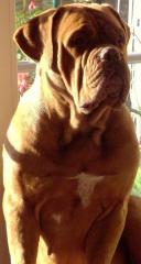 Bordeauxdogge/ Welpen/ VDH/ FCI Papiere