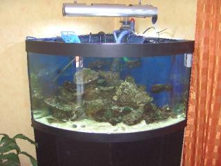 Komplett oder nur Inhalt Meerwasseraquarium