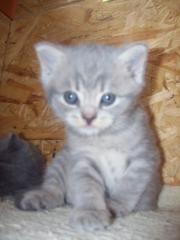 Bei uns sucht noch en Mädchen und en Katerchen en liebevolles Zuhause