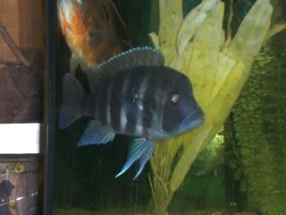 Tanganjika-Beulenkopf Cyphotilapia frontosa