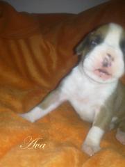 Super süsse BOXER - WELPEN
