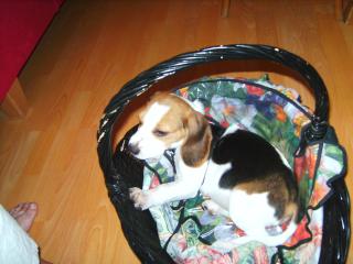 Beaglewelpe abzugeben
