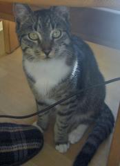 Graugetigert in Grambke entlaufen
