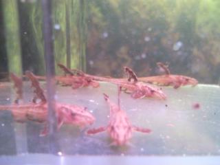 Roter Hexenwels