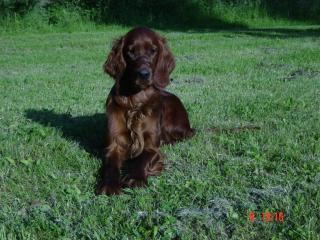 Irish Setter Welpen m. Pap aus Haus-und Gartenaufzucht