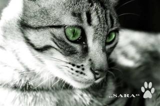 Katzen aus Lanzarote suchen liebes Zuhause