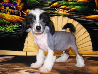 Welpen Chinese Crested Dog Rüde