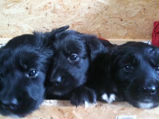 Golden retriever Mischlingswelpen