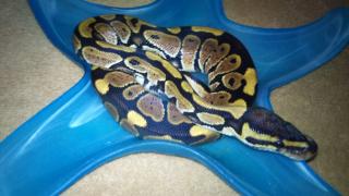 Biete 2. 4 Python regius 50 het Piebald