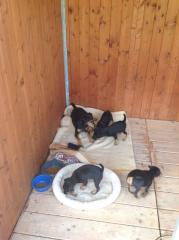 Deutscher Jagdterrier - Welpen suchen ein neues Zuhause