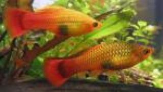 Platys abzugeben