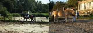 Zwei 13 Jährige Mädchen auf der Suche nach einer Reitbetieligung in der Nähe von