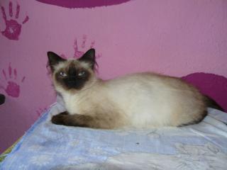 Ragdoll sucht neue fam.