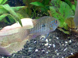 Geophagus Brasiliensis zu verkaufen