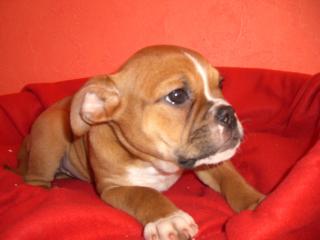 Olde englih Bulldoggen