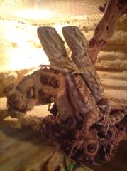 Zwergbartagamen paar mit oder ohne Terrarium