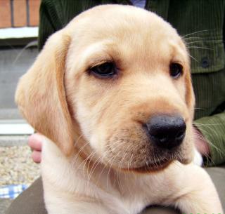 Wir sind zwei süße Labradorwelpen . reinrassig Rüde und Hündin