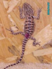 German Gaint Orange x Florida O. Blood Barti Babys