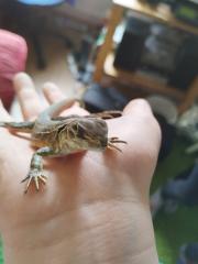 Terrarium mit Schmetterlingsagame Leiolepis belliana und Zubehör