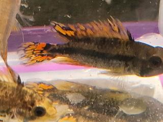 Kakadu Zwergbuntbarsch Pärchen 20 Euro