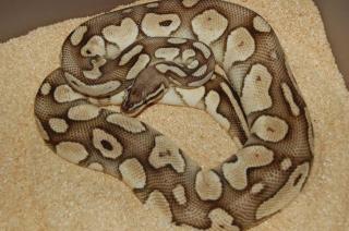 Python regius Butter Pastel adult und Yellowbelly het für Ivory adult
