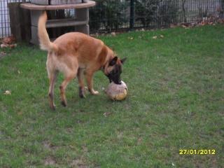 Malinois Rüde 12 monate alt