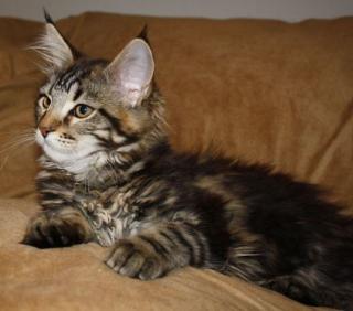 TypvollenMaine Coon Kitten Zucht und Show geeignet