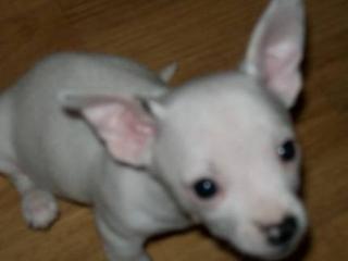 Chihuaua Welpe 2Monate