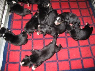 Appenzeller Sennenhund Welpen