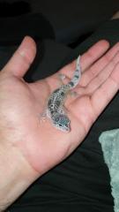 Leopardgecko