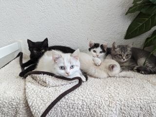 Reinrassige BKH Kitten