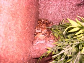 Hallo habe zwei boa constrictor imperator honduras abzugeben