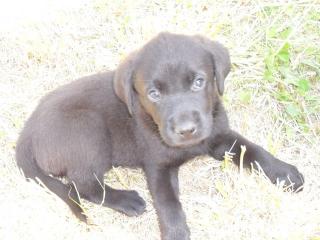 Labrador Mischlingswelpen abzugeben