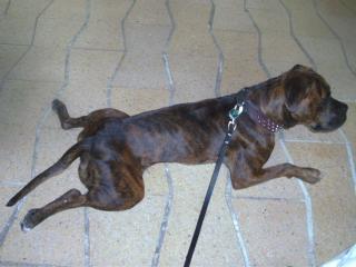 Hübsche Staffordshire-Boxermix Hündin