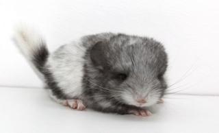 Chinchillas - viele Babys sind da
