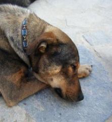 Heineken-Apachi - ein wilder, ungestümer und liebenswerter Genießerhund