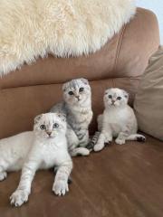 3 wunderschöne Katzen