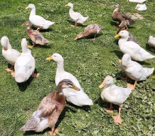 Bratfertige Freiland Ente Bauernente