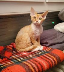 Devon Rex Kater Amour 10 Monate, kastriert - verspielt und sehr liebevoll