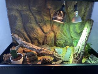 2 Leopardgecko Weibchen Terrarium