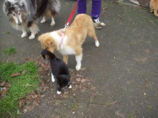 Colliewelpen, suchen noch ein Zuhause bei netten Menschen.