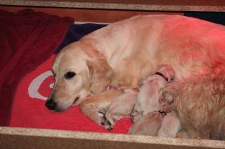 Bildschöne Golden Retriever Welpen 2 Rüden 2 Mädels