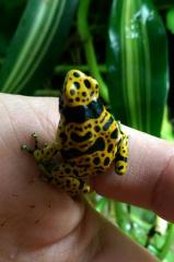 0. 2. 2 Dendrobates leucomelas