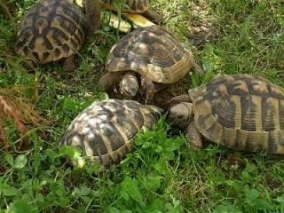 Griechische Landschildkröte, NZ 2021, m