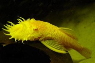 4 Albino Antennewelse 5 Normale Welse zu verkaufen Keine L 144