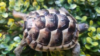 Maurische Landschildkröten aus 2024 - mit Papieren