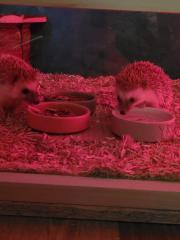 Weißbauchigel Weibchen 1Jahr zu verkaufen