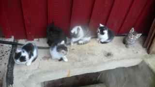 Katzenbabies zu verschenken